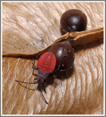 Jadera Bug (Jadera haematoloma)