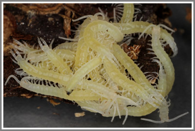 Hatchling Centipedes (Hemiscolopendra)