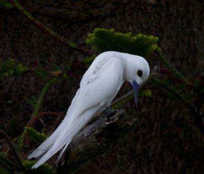 White Tern