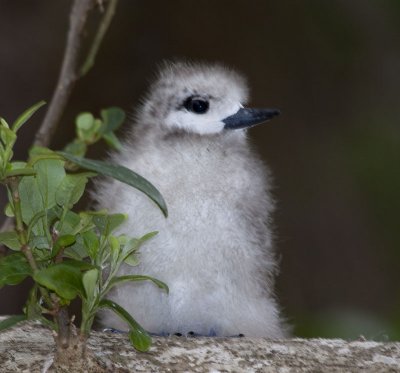 White Tern Chick
