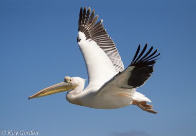 Pelican on the Move