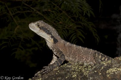 Eastern Water Dragon