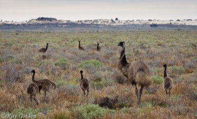Emu Family, Lake Mungo