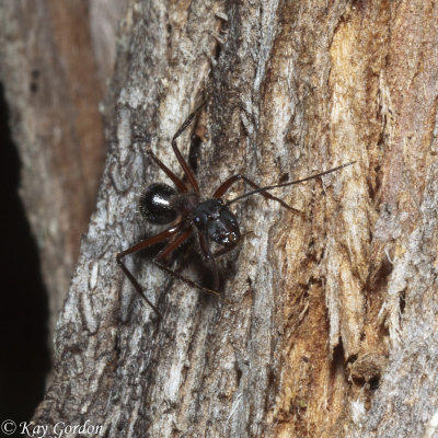 Ant Explorer