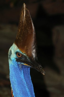 Cassowary