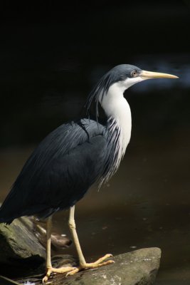 Pied Heron