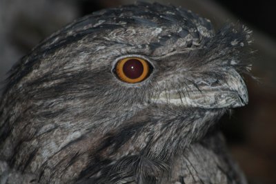 Tawny Frogmouth
