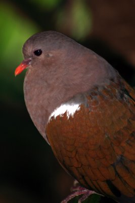 Emerald Dove