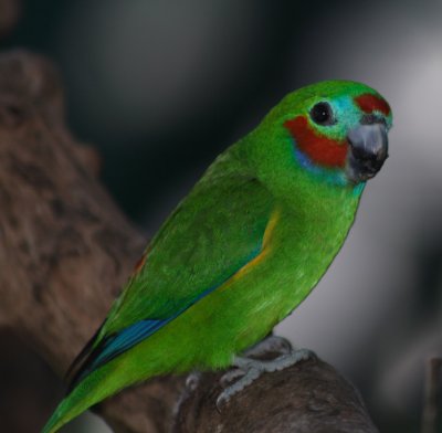 Fig-parrot