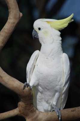 Sulphur-crested Cockatoo