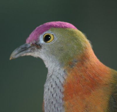 Superb Fruit Dove