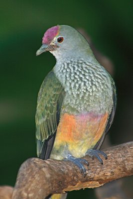 Rose-crowned Fruit Dove