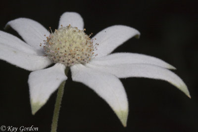 Last of the Flannel Flowers