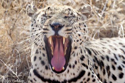Cheetah Yawn