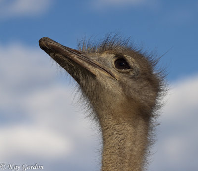 Curious Ostrich