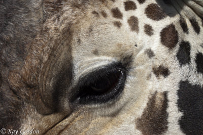 Up Close and Personal