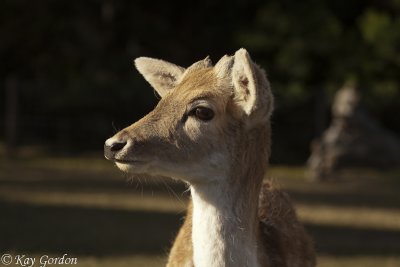 Amongst the Deer