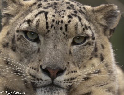 Snow Leopard 2