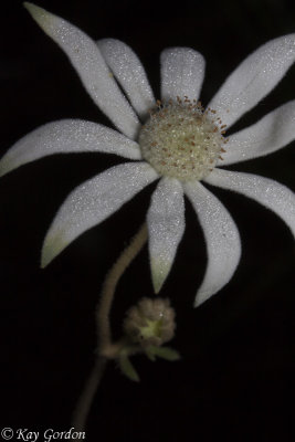 Another Flannel Flower