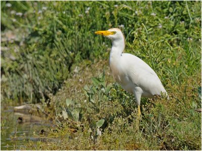 Cattle Egret