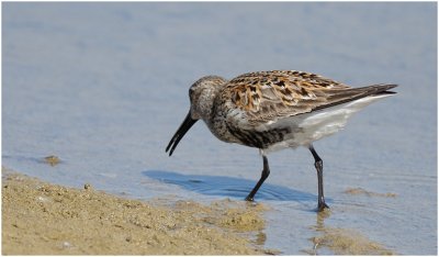 Dunlin