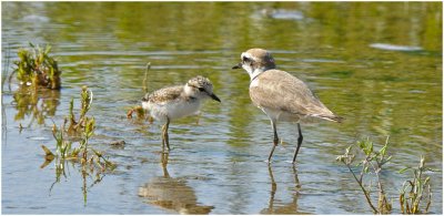 Kentish Plover (  Adult male with chick)