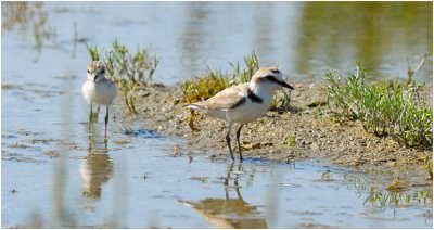 Kentish Plover (Adult male with chick)