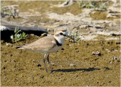 Kentish Plover