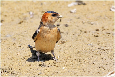 Red Rumped Swallow