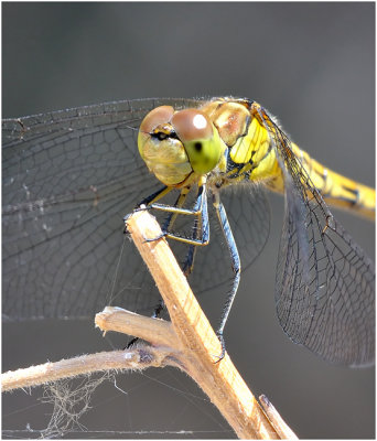 Common Darter (female)