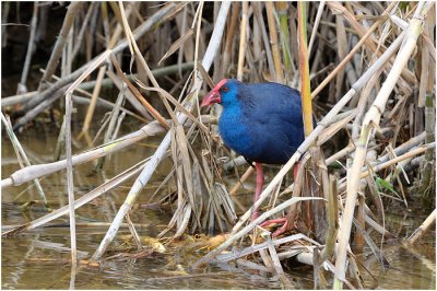 Purple Swamp Hen