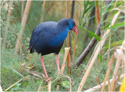 Purple Swamp Hen