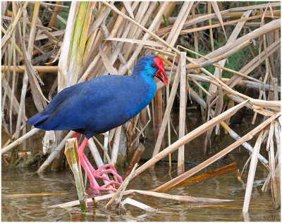 Purple Swamp Hen