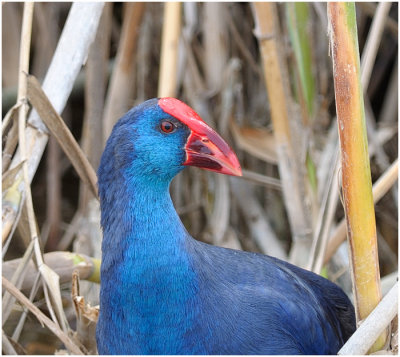 Purple Swamp Hen