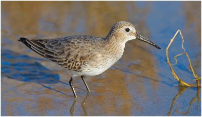 Dunlin