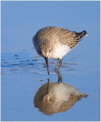 Dunlin