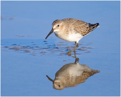 Dunlin