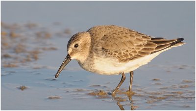 Dunlin