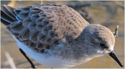 Little Stint