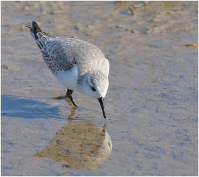 Sanderling