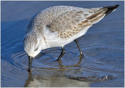 Sanderling