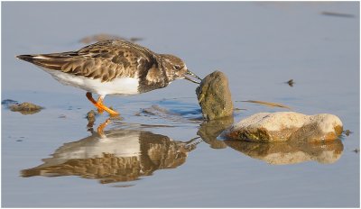 Turnstone