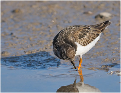 Turnstone