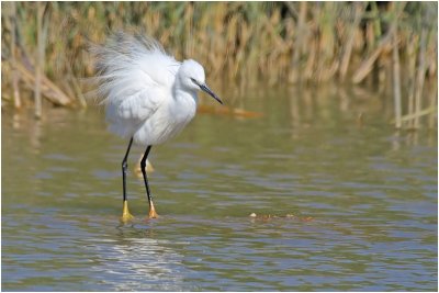 Little Egret