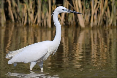 Little Egret