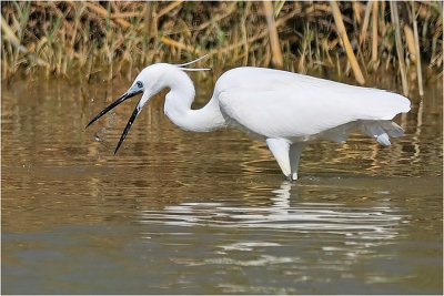 Little Egret