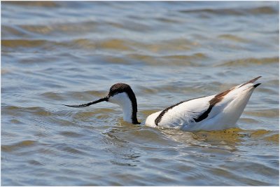 Avocet