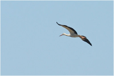 White Stork