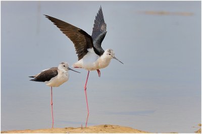 Black-winged Stilts