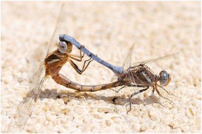 Epaulet Skimmer